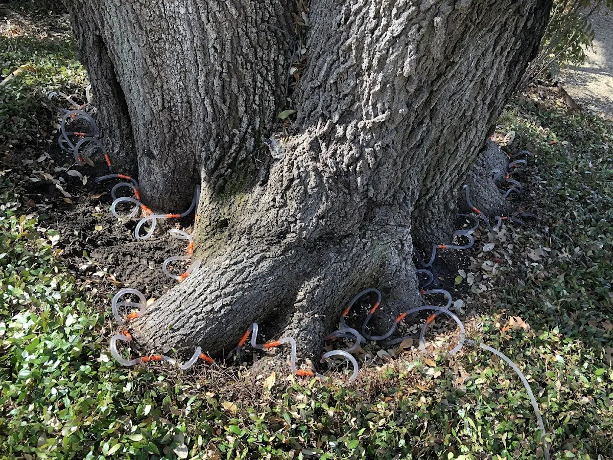 Detailed Tree Cabling and Bracing job site in Huachuca City