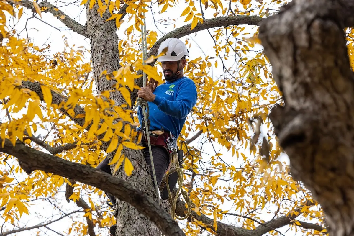 Skilled Tree Pruning crew working in Huachuca City