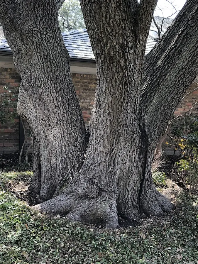 Mature heritage tree close to a Huachuca City property cared for by certified arborists