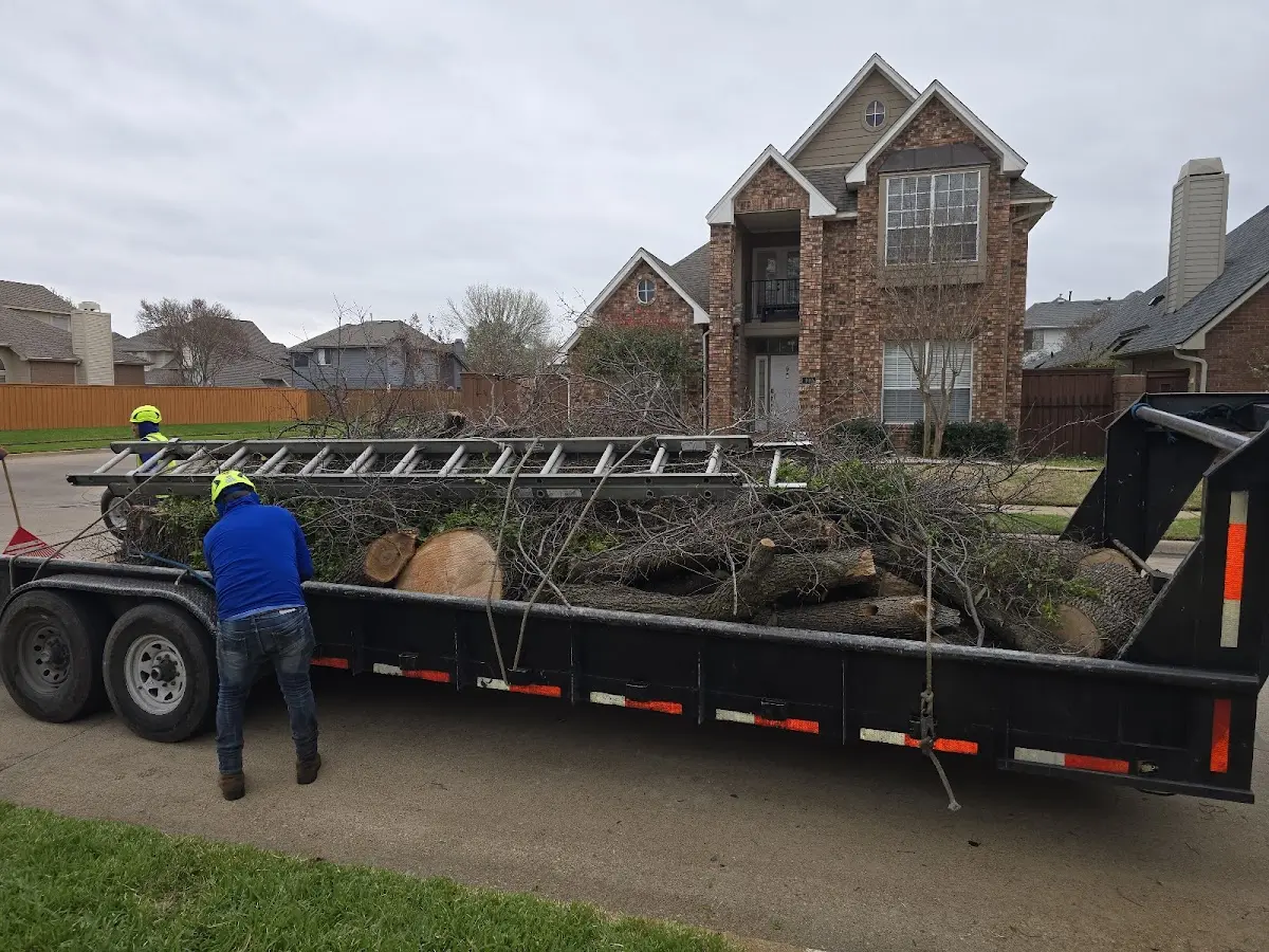 Expert Tree Removal with proper safety equipment in Huachuca City